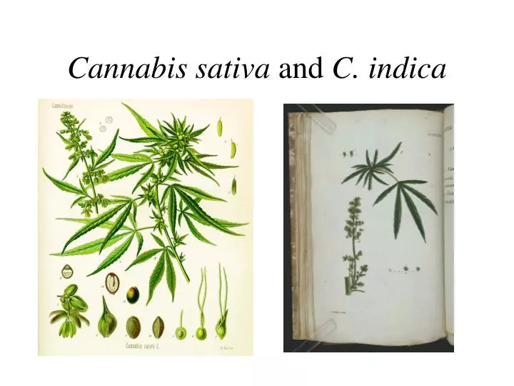 cannabis sativa and c indica