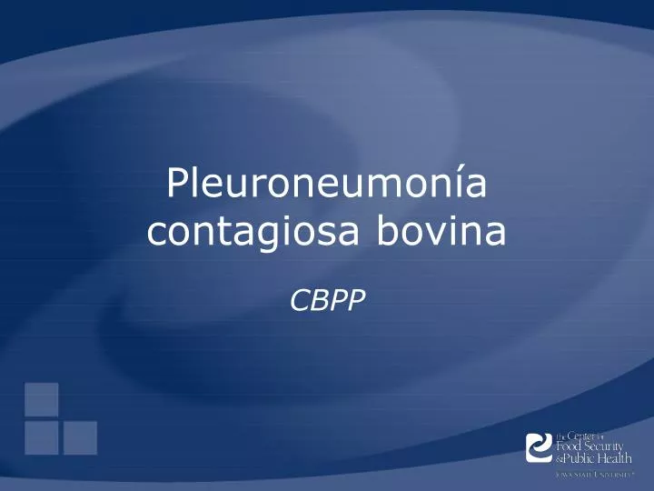 pleuroneumon a contagiosa bovina