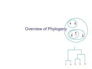 Overview of Phylogeny