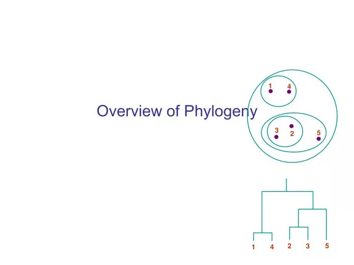 overview of phylogeny
