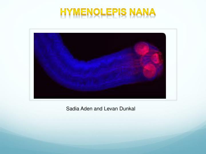 hymenolepis nana