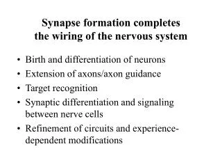 synapse formation completes the wiring of the nervous system