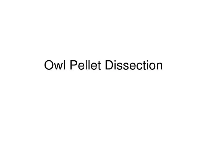 owl pellet dissection