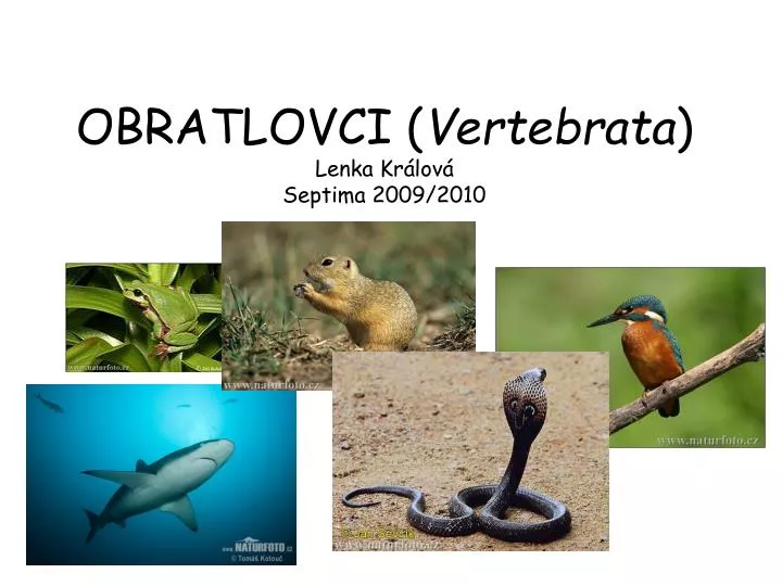 obratlovci vertebrata lenka kr lov septima 2009 2010