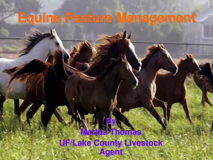 equine pasture management