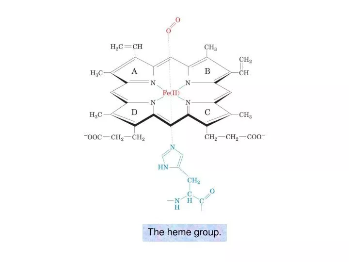 the heme group