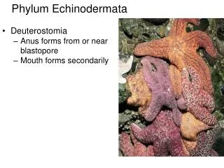 Phylum Echinodermata