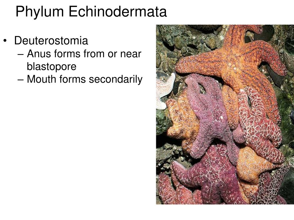 PPT - Phylum Echinodermata PowerPoint Presentation, free download - ID ...
