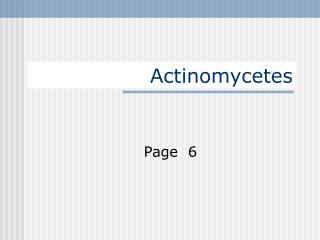 Actinomycetes