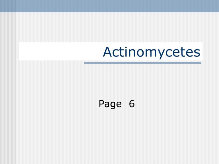 actinomycetes