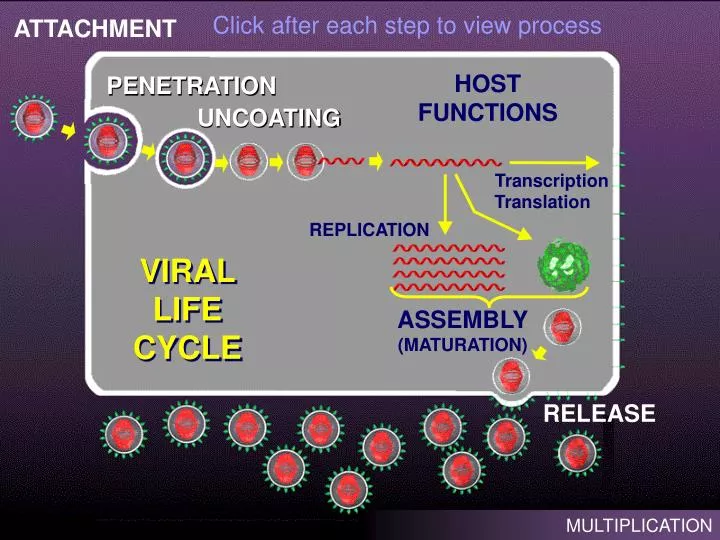 viral life cycle