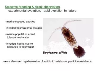 Selective breeding &amp; direct observation experimental evolution; rapid evolution in nature