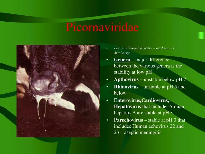 picornaviridae