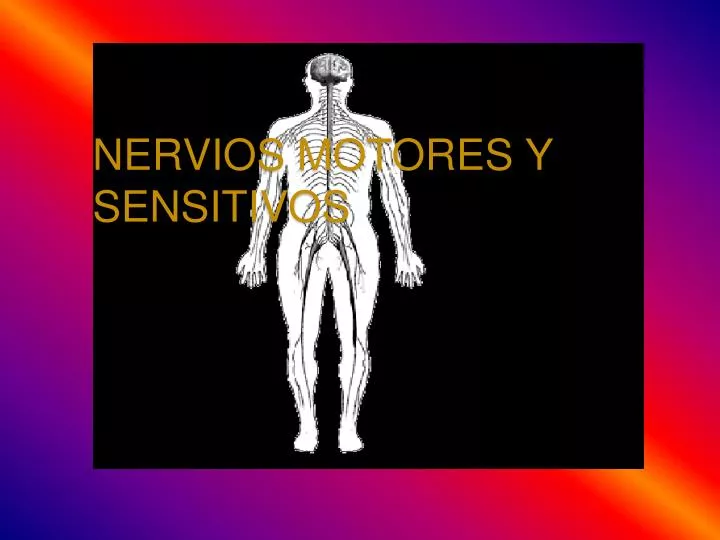 nervios motores y sensitivos