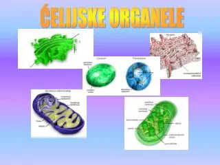 ĆELIJSKE ORGANELE