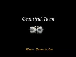 beautiful swan
