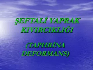 eftal yaprak kivircikli i