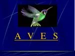 A V E S - slide 1
