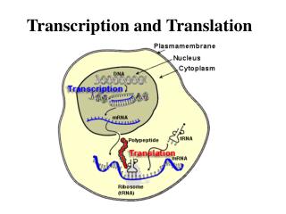 Transcription and Translation