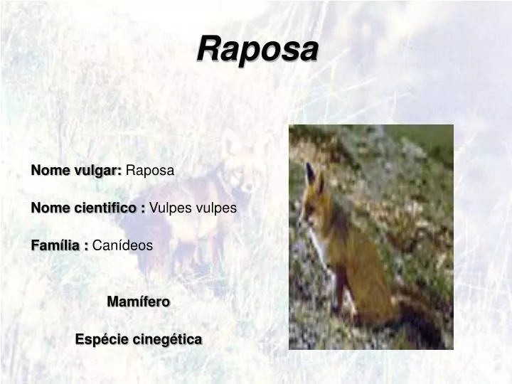 raposa