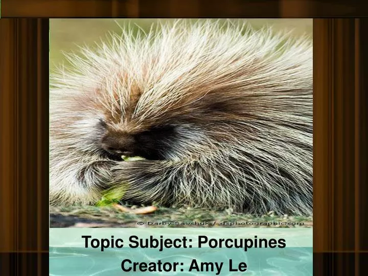 topic subject porcupines creator amy le