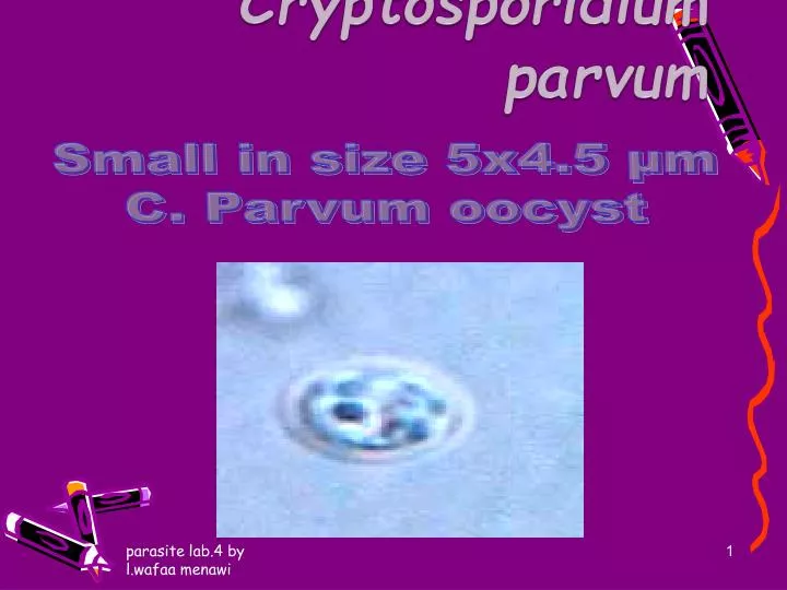cryptosporidium parvum