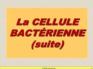 la cellule bact rienne suite