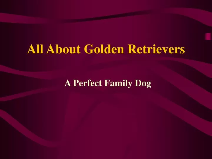 all about golden retrievers