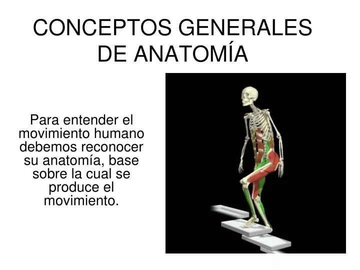 conceptos generales de anatom a