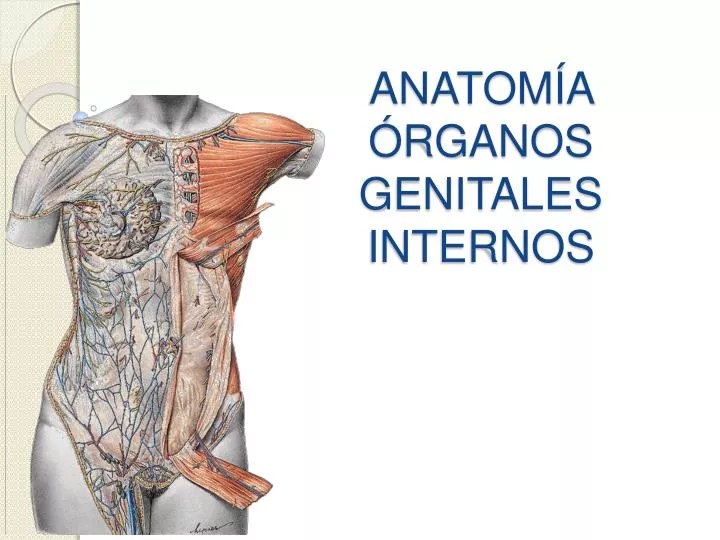 anatom a rganos genitales internos