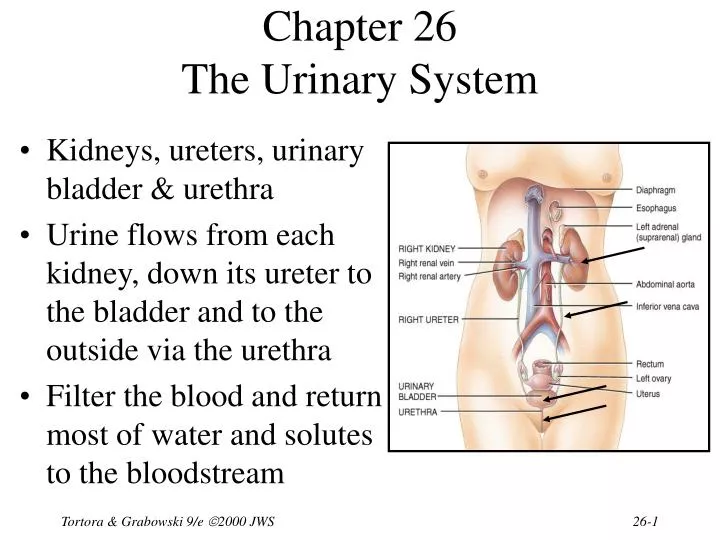 chapter 26 the urinary system