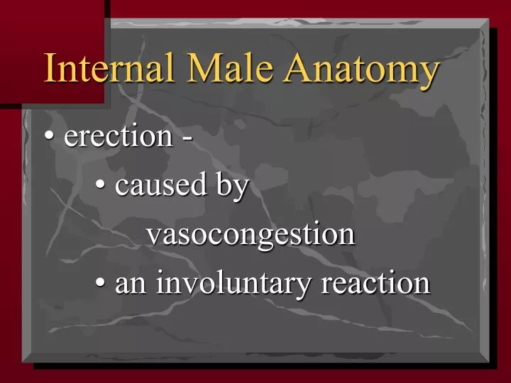 internal male anatomy