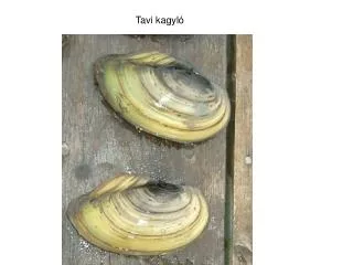 Tavi kagyló