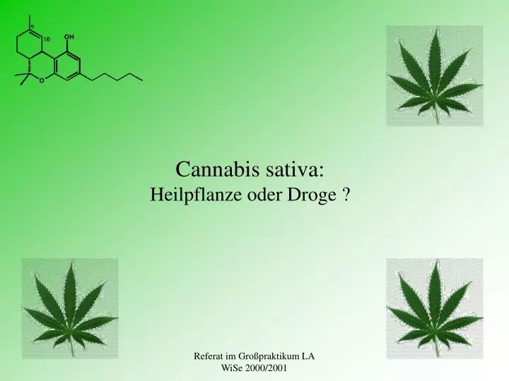 cannabis sativa heilpflanze oder droge