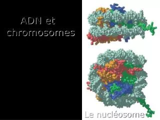 le nucl osome