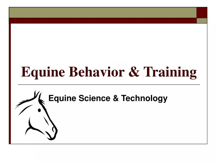 equine behavior training