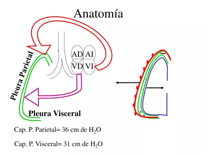 anatom a