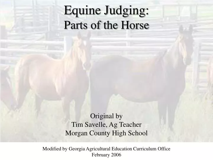 equine judging parts of the horse