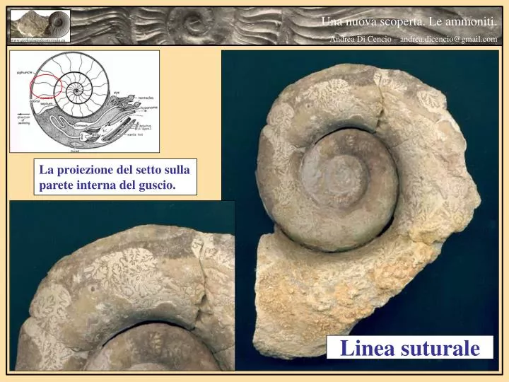 linea suturale