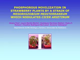 PHOSPHOROUS MOVILIZATION IN STRAWBERRY PLANTS BY A STRAIN OF MESORHIZOBIUM MEDITERRANEUM WHICH NODULATES CICER ARIETINU