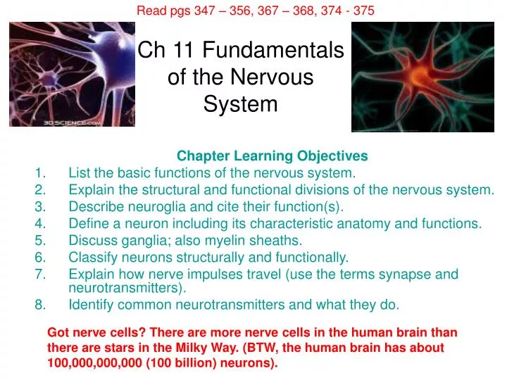 ch 11 fundamentals of the nervous system