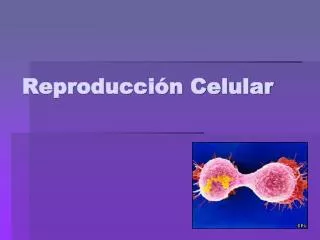 reproducci n celular