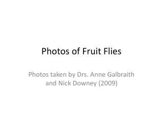 Photos of Fruit Flies