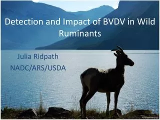 Detection and Impact of BVDV in Wild Ruminants