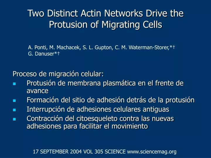 two distinct actin networks drive the protusion of migrating cells