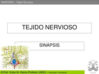 tejido nervioso