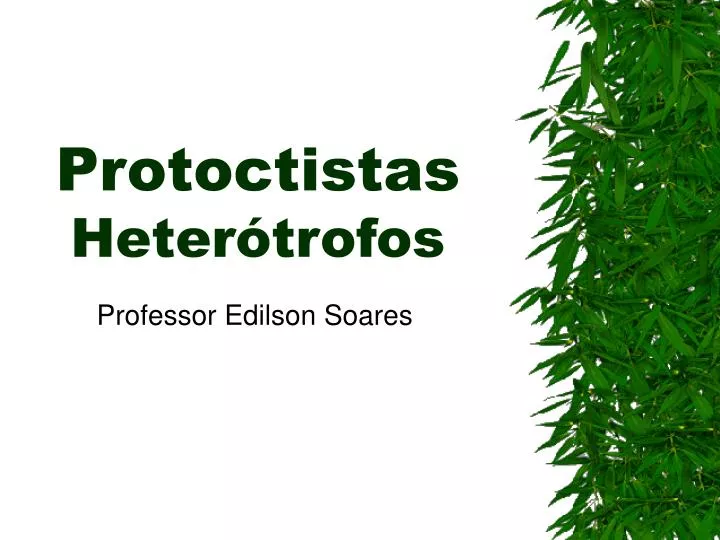 protoctistas heter trofos