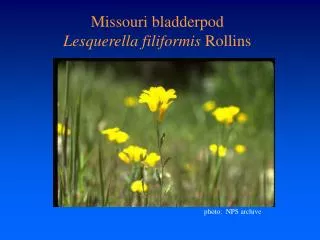Missouri bladderpod Lesquerella filiformis Rollins