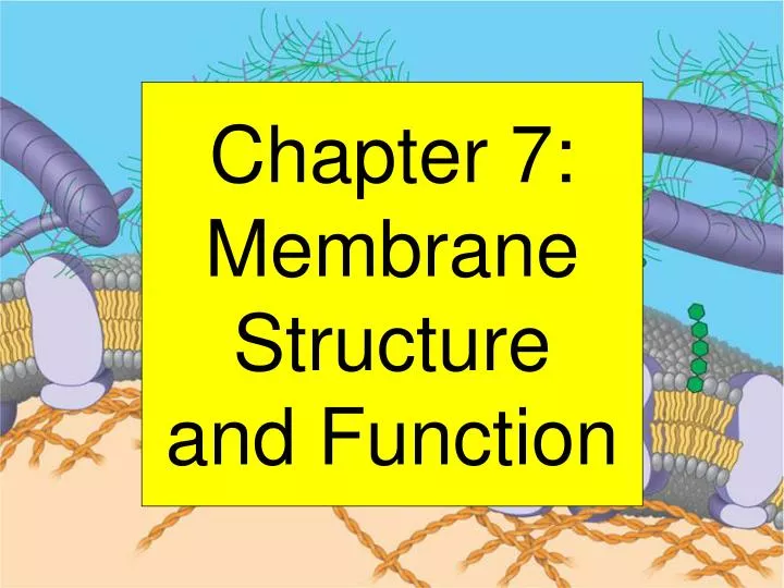 chapter 7 membrane structure and function