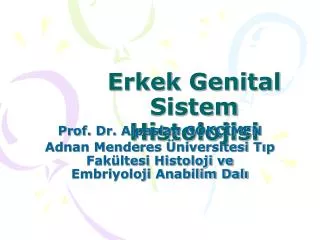 erkek genital sistem histolojisi